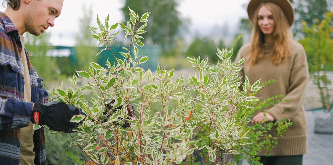 Excellent Prices Tree Services