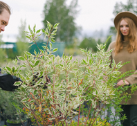 Excellent Prices Tree Services