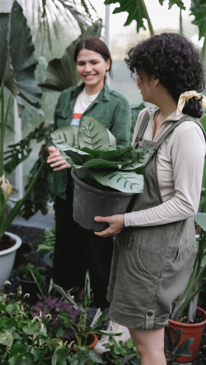 Excellent Prices Tree Services