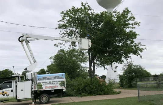 Excellent Prices Tree Services