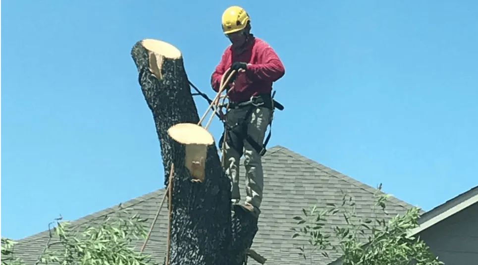 Excellent Prices Tree Services
