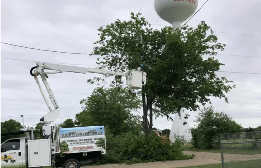 Excellent Prices Tree Services