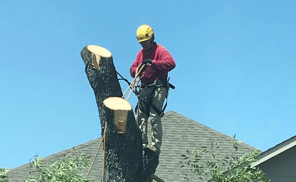 Excellent Prices Tree Services