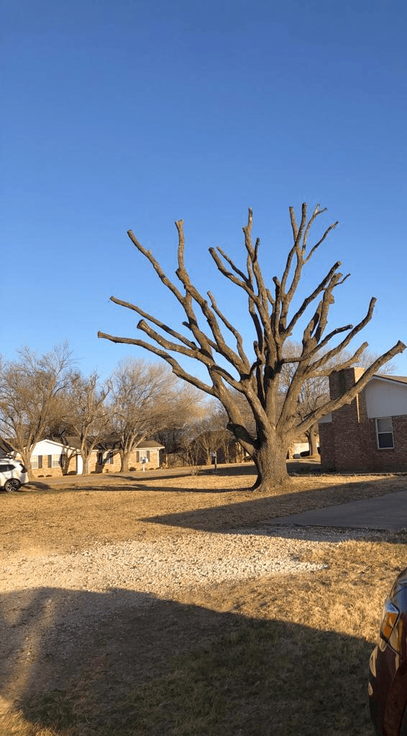 Excellent Prices Tree Services