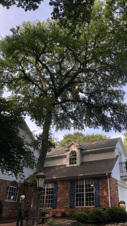 Excellent Prices Tree Services