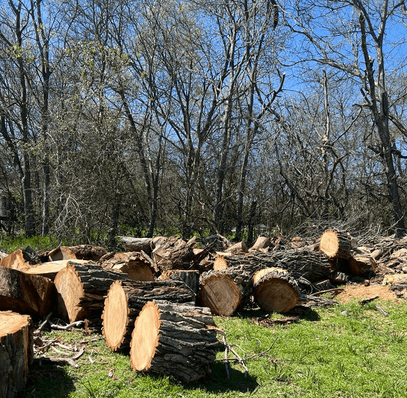 Excellent Prices Tree Services