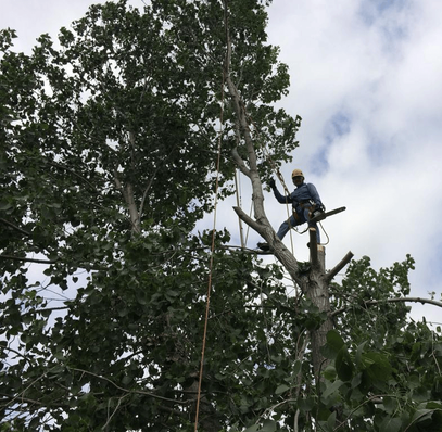 Excellent Prices Tree Services