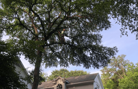 Excellent Prices Tree Services