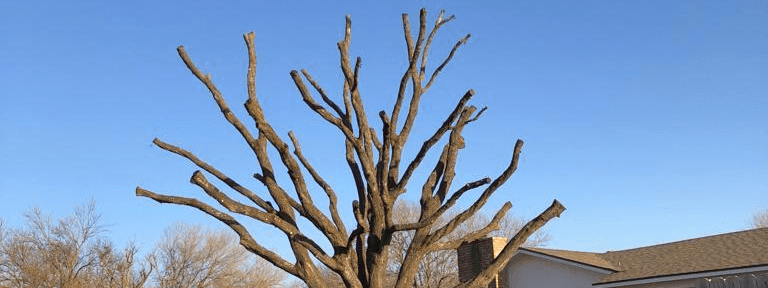 Excellent Prices Tree Services