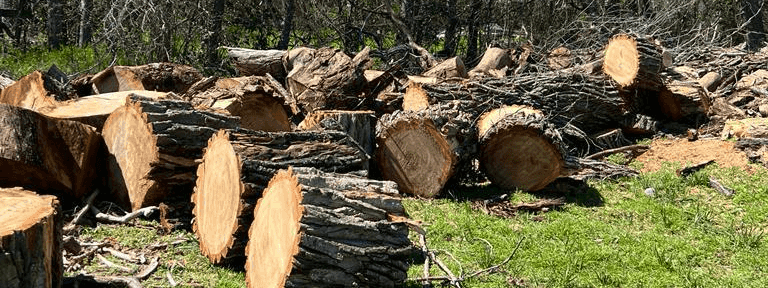 Excellent Prices Tree Services
