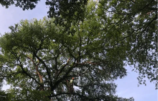 Excellent Prices Tree Services