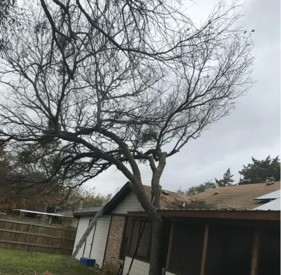 Excellent Prices Tree Services
