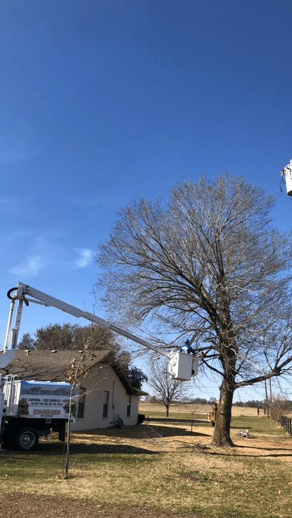 Excellent Prices Tree Services