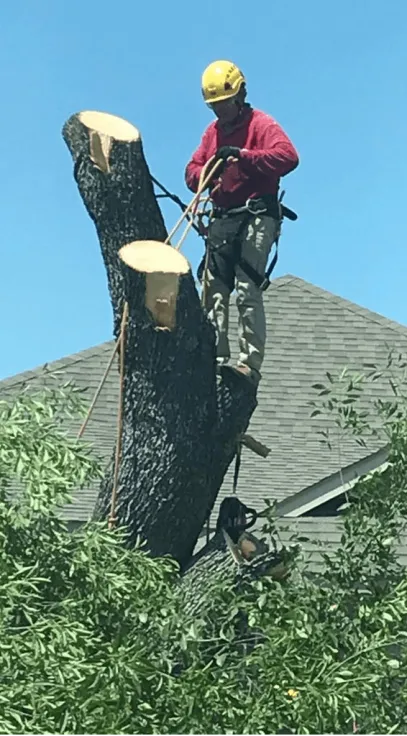 Excellent Prices Tree Services