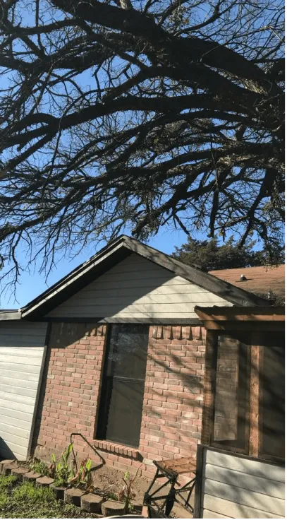 Excellent Prices Tree Services