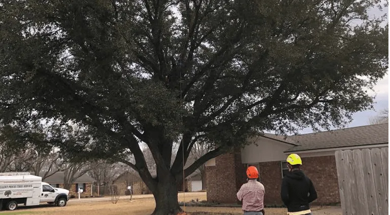 Excellent Prices Tree Services