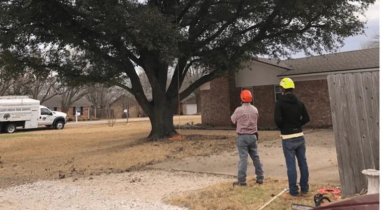 Excellent Prices Tree Services