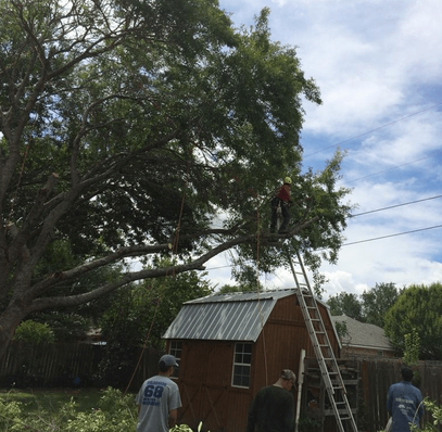 Excellent Prices Tree Services